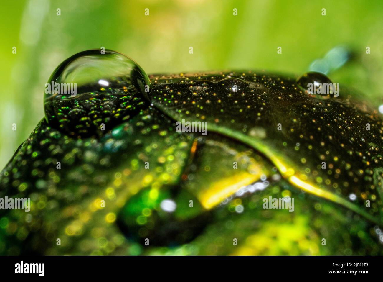 Dettaglio di una pioggia trasparente su un coleottero verde come una pittura astratta Foto Stock