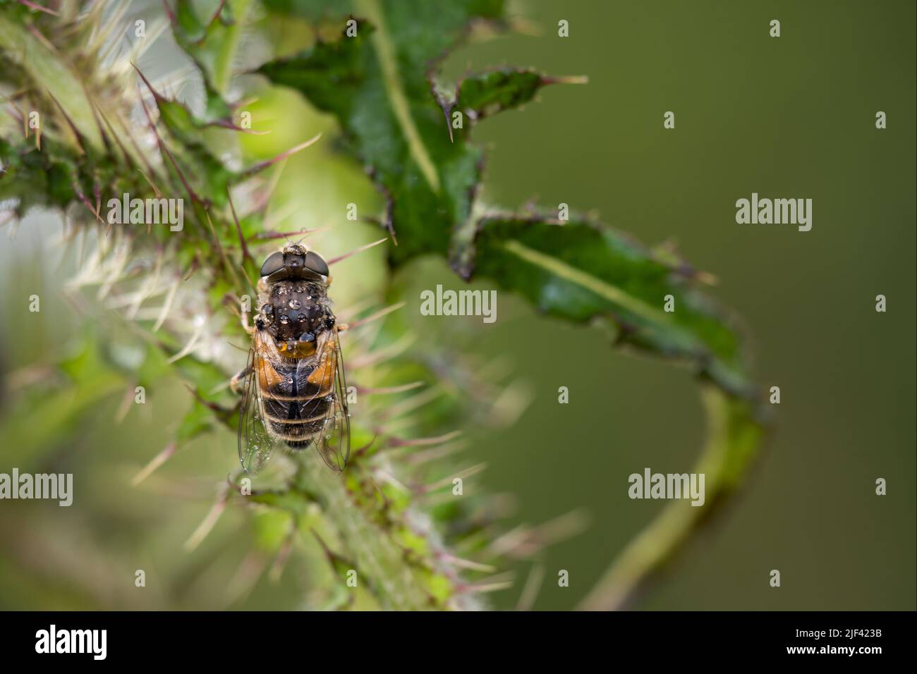 Primo piano di una mosca comune del drone, Eristalis tenax, sulla pianta del cardo dopo la pioggia. Foto Stock