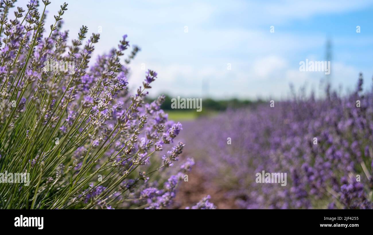 Bel campo di lavanda viola in provincia. Concetto di medicina, fragranze e prodotti aromatici. Fiori viola in fiore di lavanda. Foto Stock