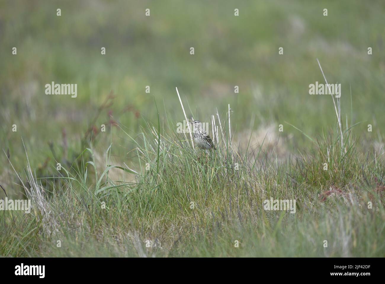 Meadow Pipit (Anthus pratensis) in piedi a sinistra nel mezzo dell'immagine, guardando a sinistra, tra le erbe di Tall nel Regno Unito in estate Foto Stock
