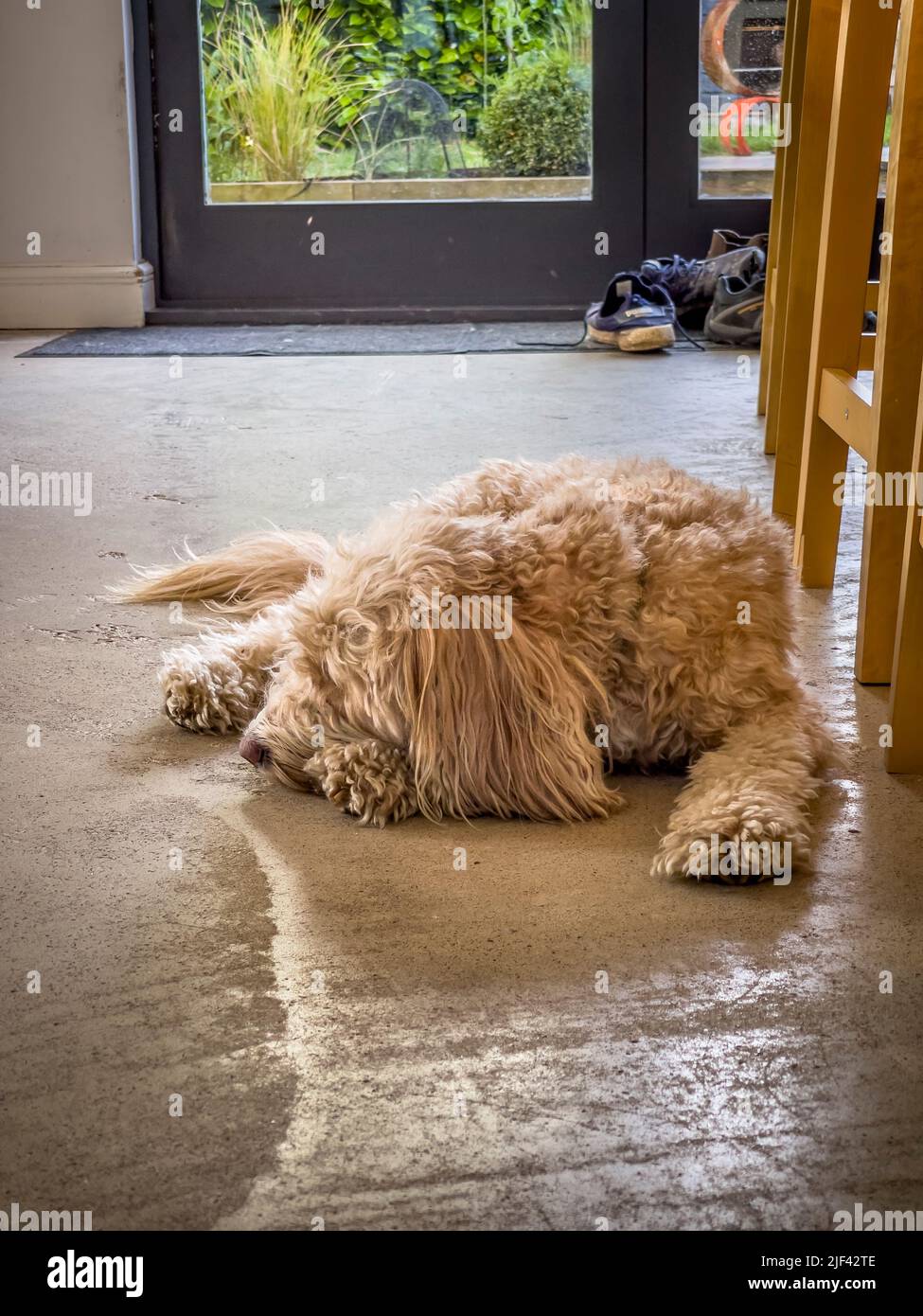 Cockapoo color albicocca addormentato su un pavimento in cemento. Foto Stock