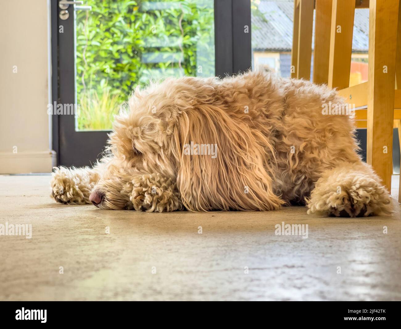 Cockapoo color albicocca addormentato su un pavimento in cemento. Foto Stock