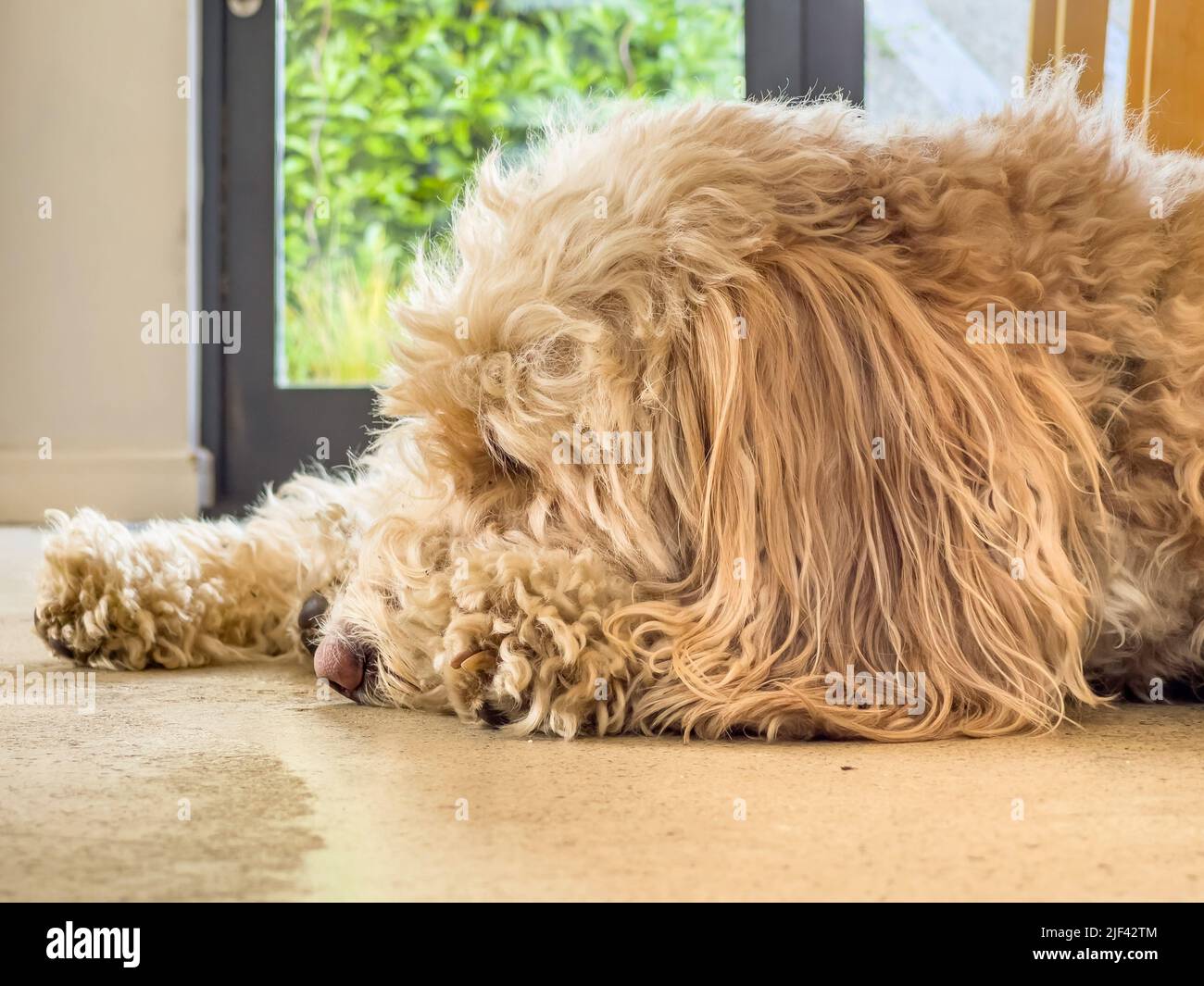 Primo piano di un Cockapoo color albicocca addormentato su un pavimento di cemento. Foto Stock