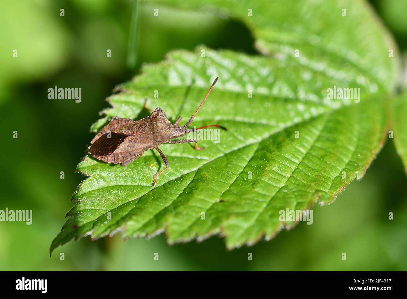Hemiptera,bug veri, Foto Stock