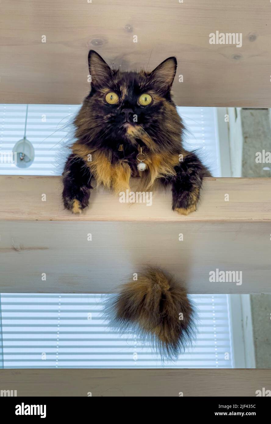 Tortoiseshell gatto a capelli lunghi seduto su una scala di legno a pedata aperta Foto Stock
