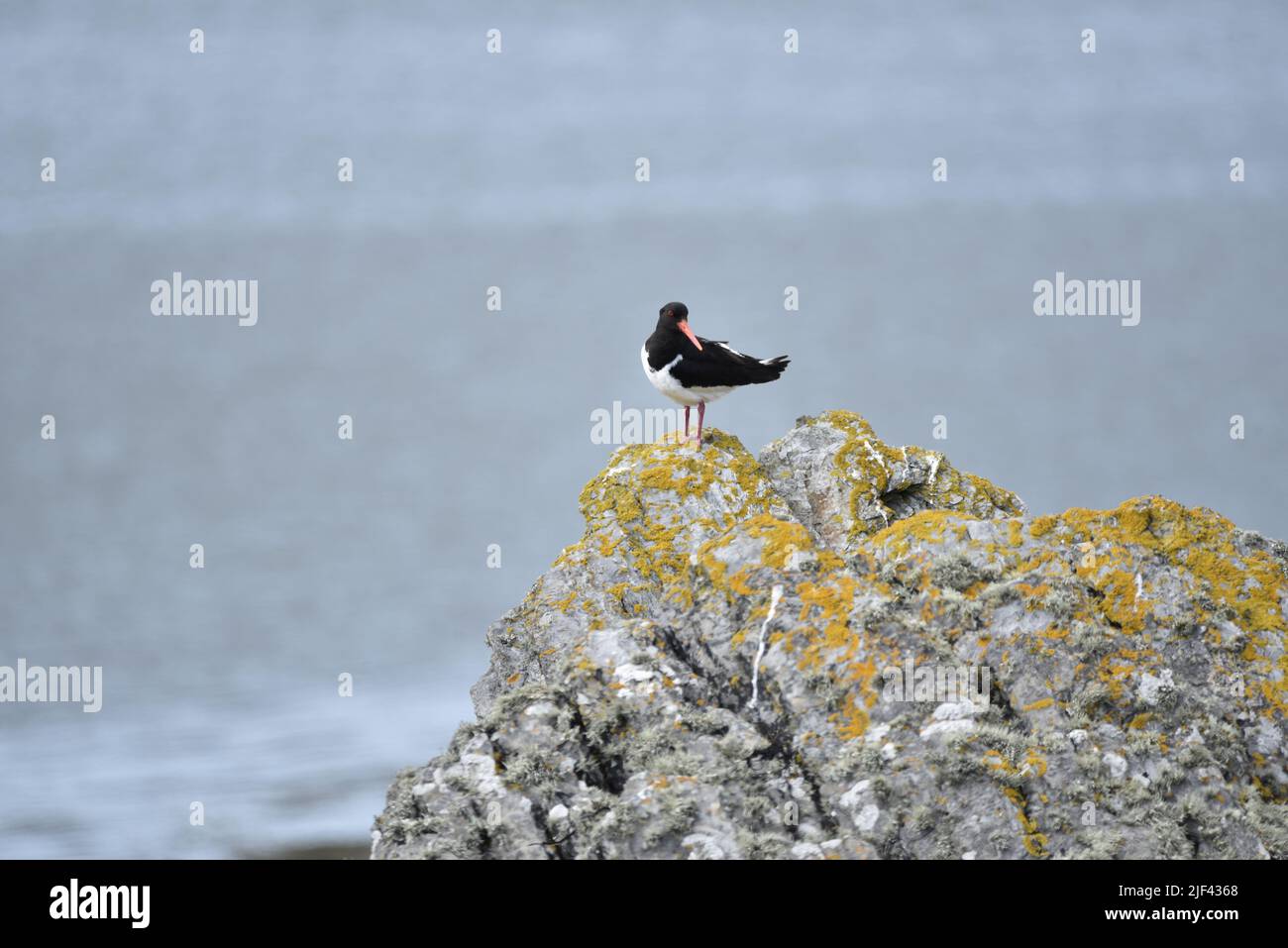Oystercatcher Eurasiano (Haematopus ostralegus) in piedi sulla cima di una roccia costiera con Lichen, contro uno sfondo blu, testa girata a destra, Regno Unito Foto Stock