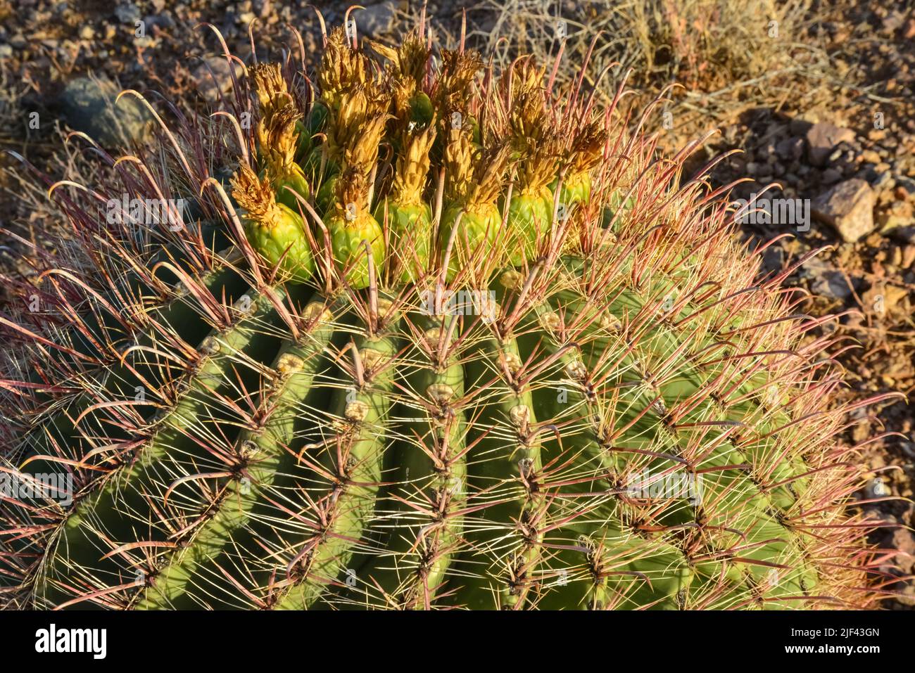 Frutti verdi con semi su Ferocactus sp. cactus. Organ Mountains-Desert Peaks NM, New Mexico, USA Foto Stock