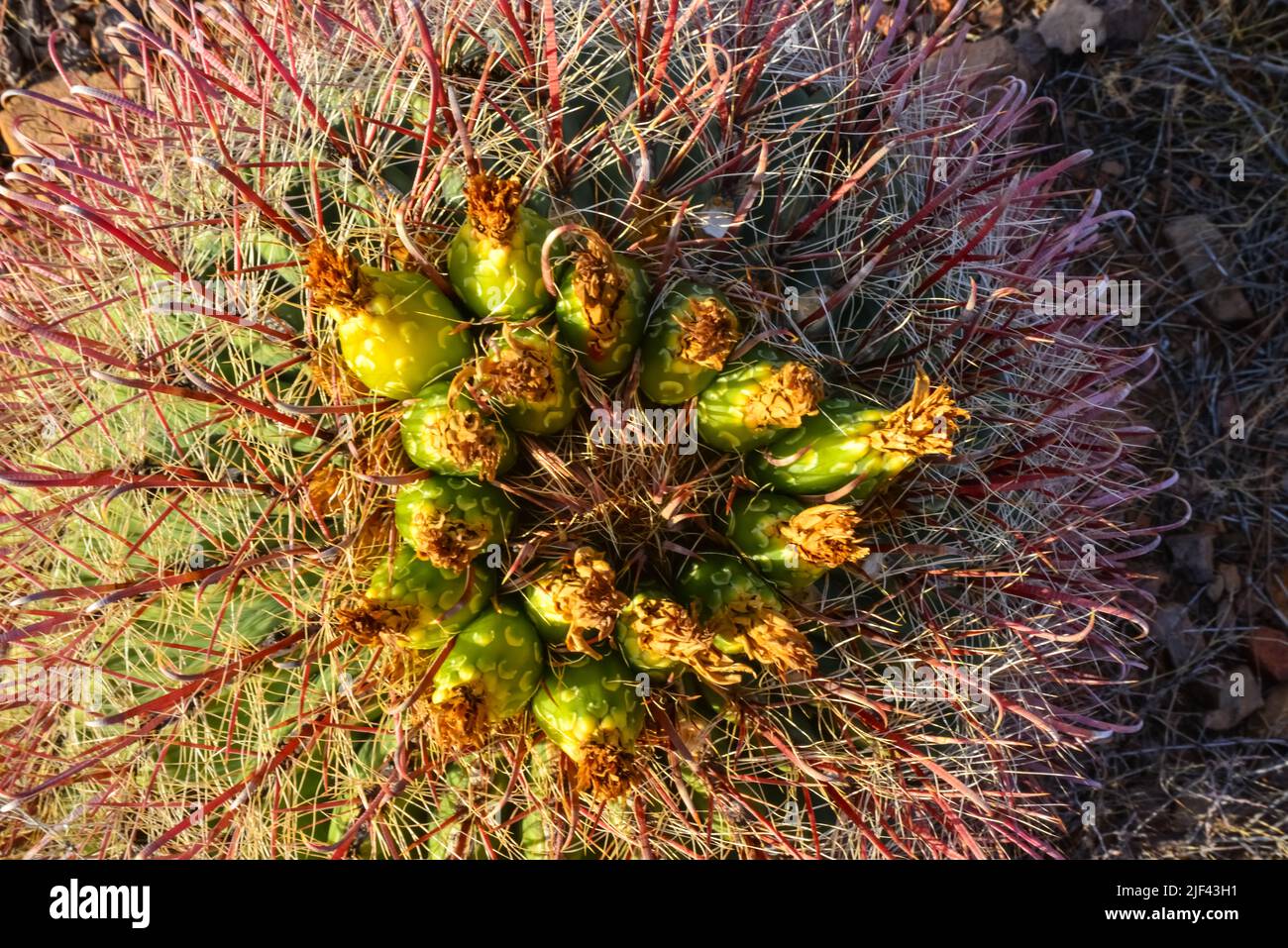 Frutti verdi con semi su Ferocactus sp. cactus. Organ Mountains-Desert Peaks NM, New Mexico, USA Foto Stock