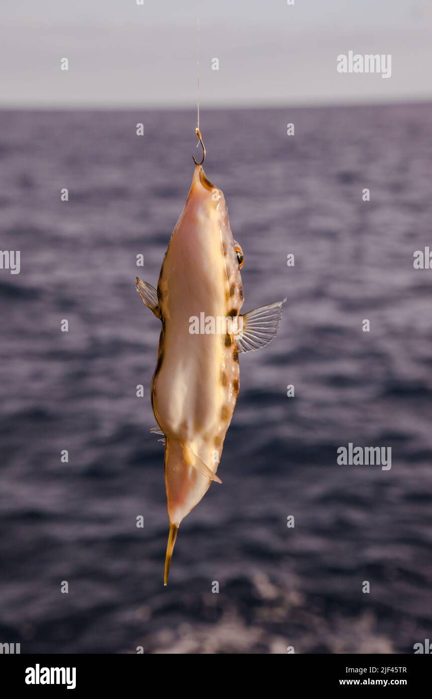 Un pesce di mare agganciate sopra il blu Oceano Atlantico Foto Stock