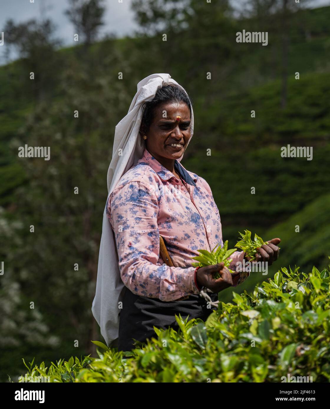 Raccoglitrice di tè nella piantagione di tè di Lipton, Sri Lanka Foto Stock