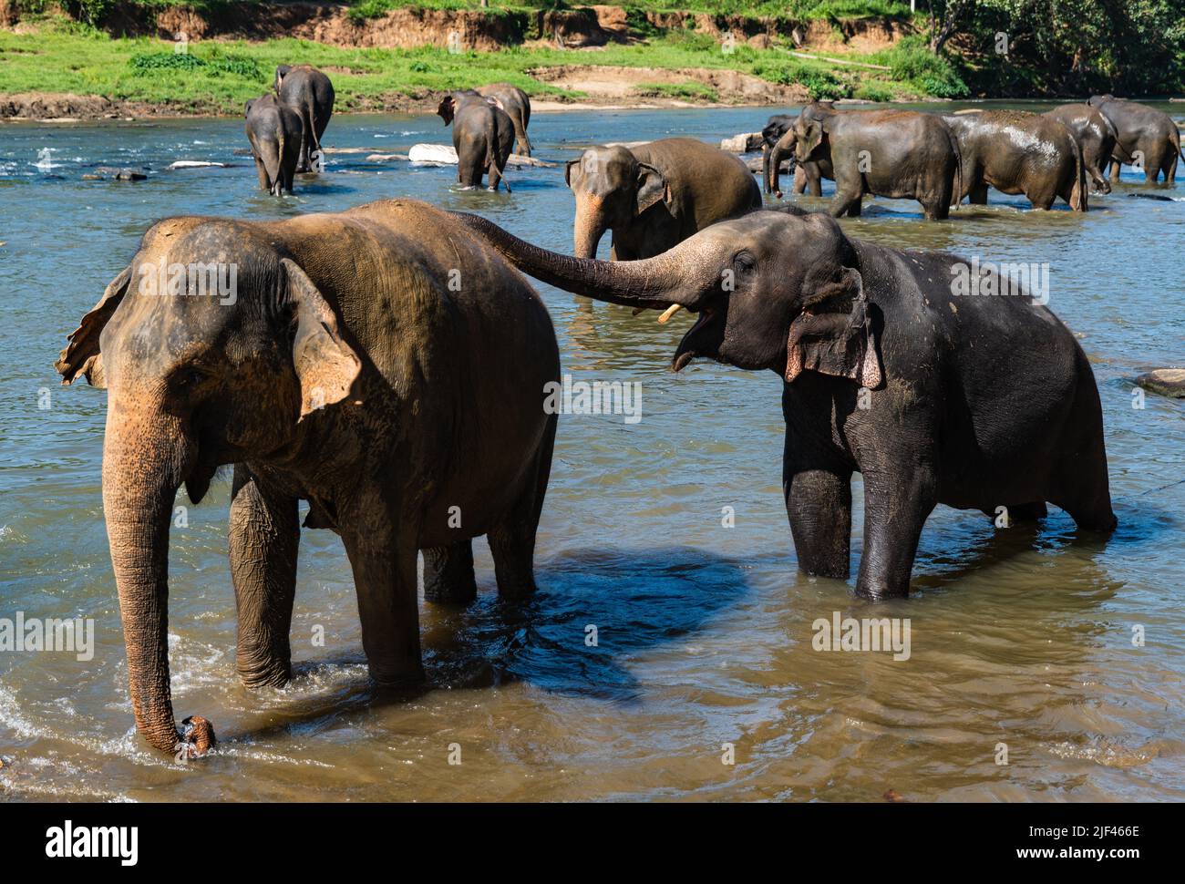 Gli elefanti bagna nel fiume ma Oya, Pinnawala, Sri Lanka Foto Stock