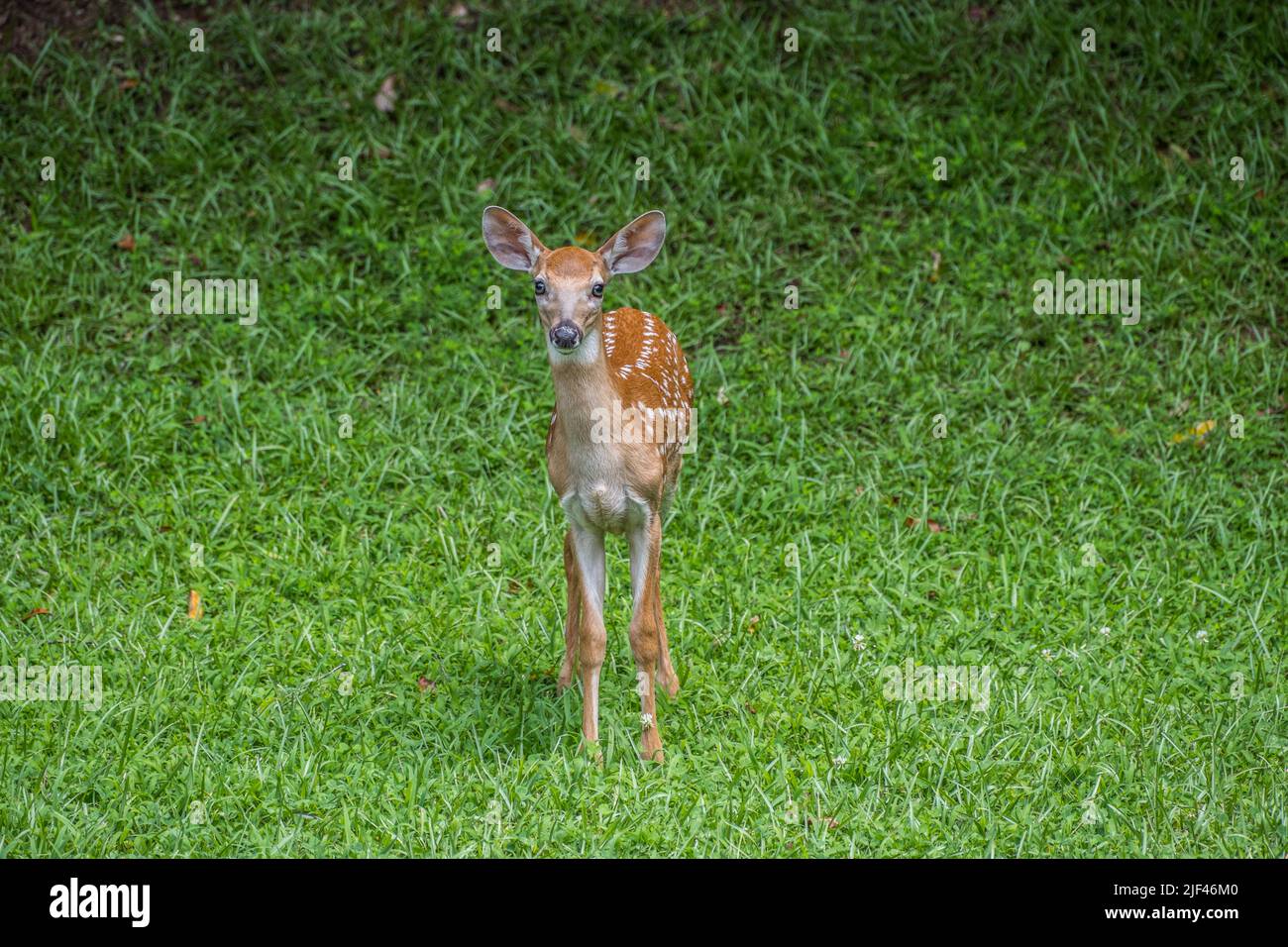 Un pegno in piedi nel cortile attento e interessato posa in una giornata di sole in estate Foto Stock