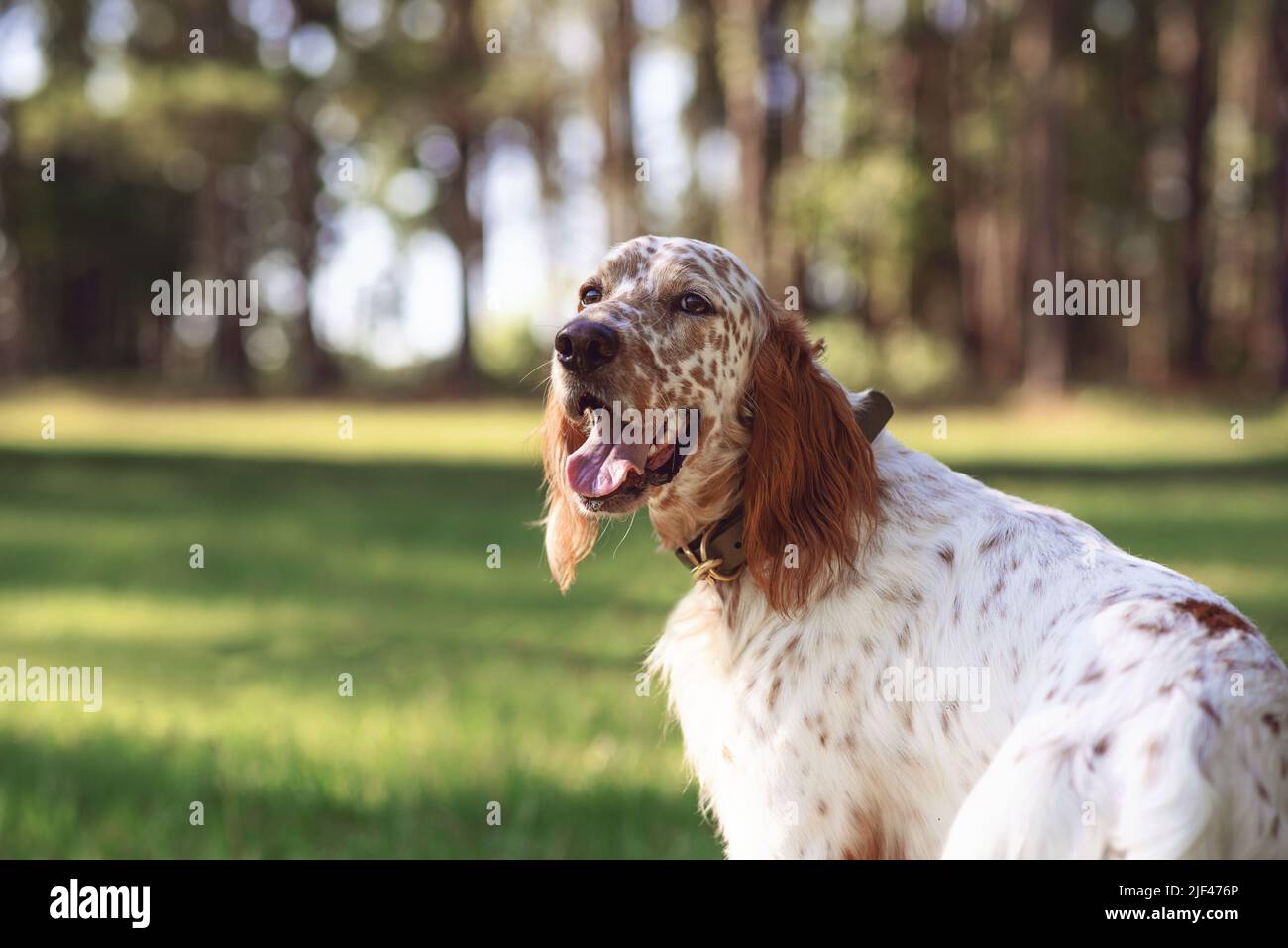 Cane setter inglese in un prato all'aperto nei boschi. Cane in un parco in una giornata di sole. Foto Stock