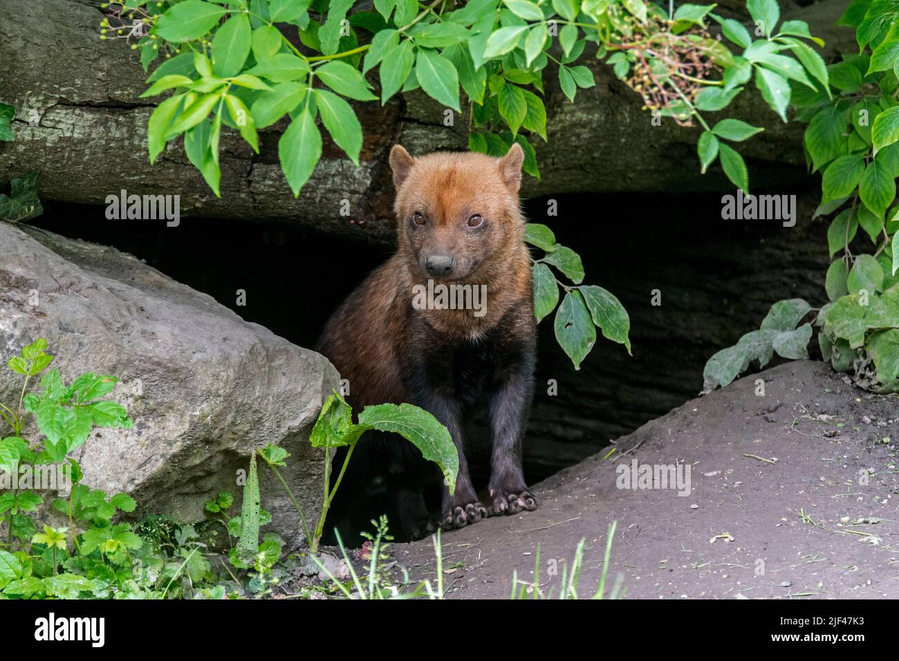 Bush cane (Speopethos venaticus) all'ingresso di den, canid nativo del Centro e Sud America Foto Stock