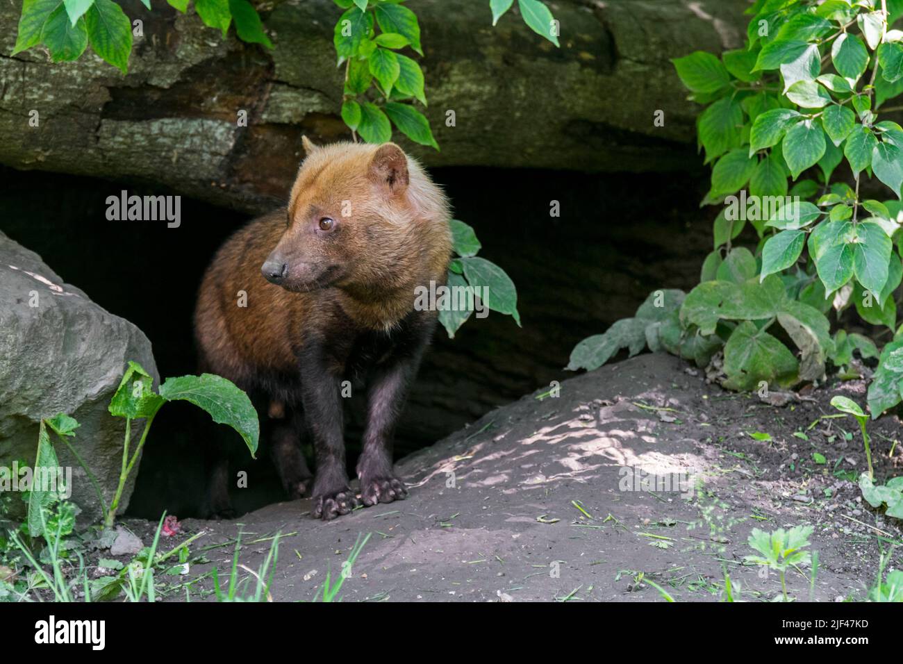 Bush cane (Speopethos venaticus) all'ingresso di den, canid nativo del Centro e Sud America Foto Stock
