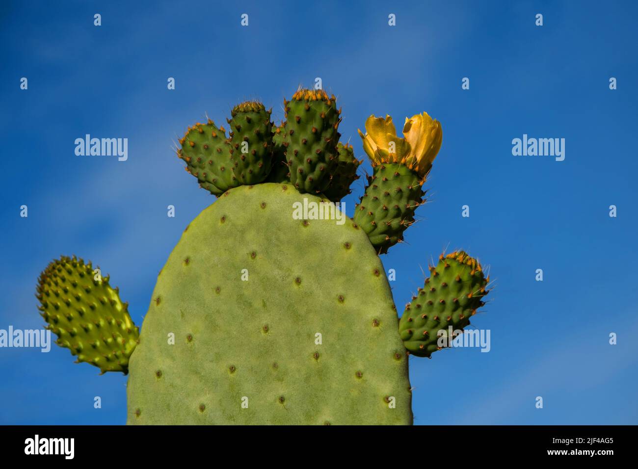 Fiore di cactus di pera di prickly contro il cielo blu. Posiziona per testo Foto Stock