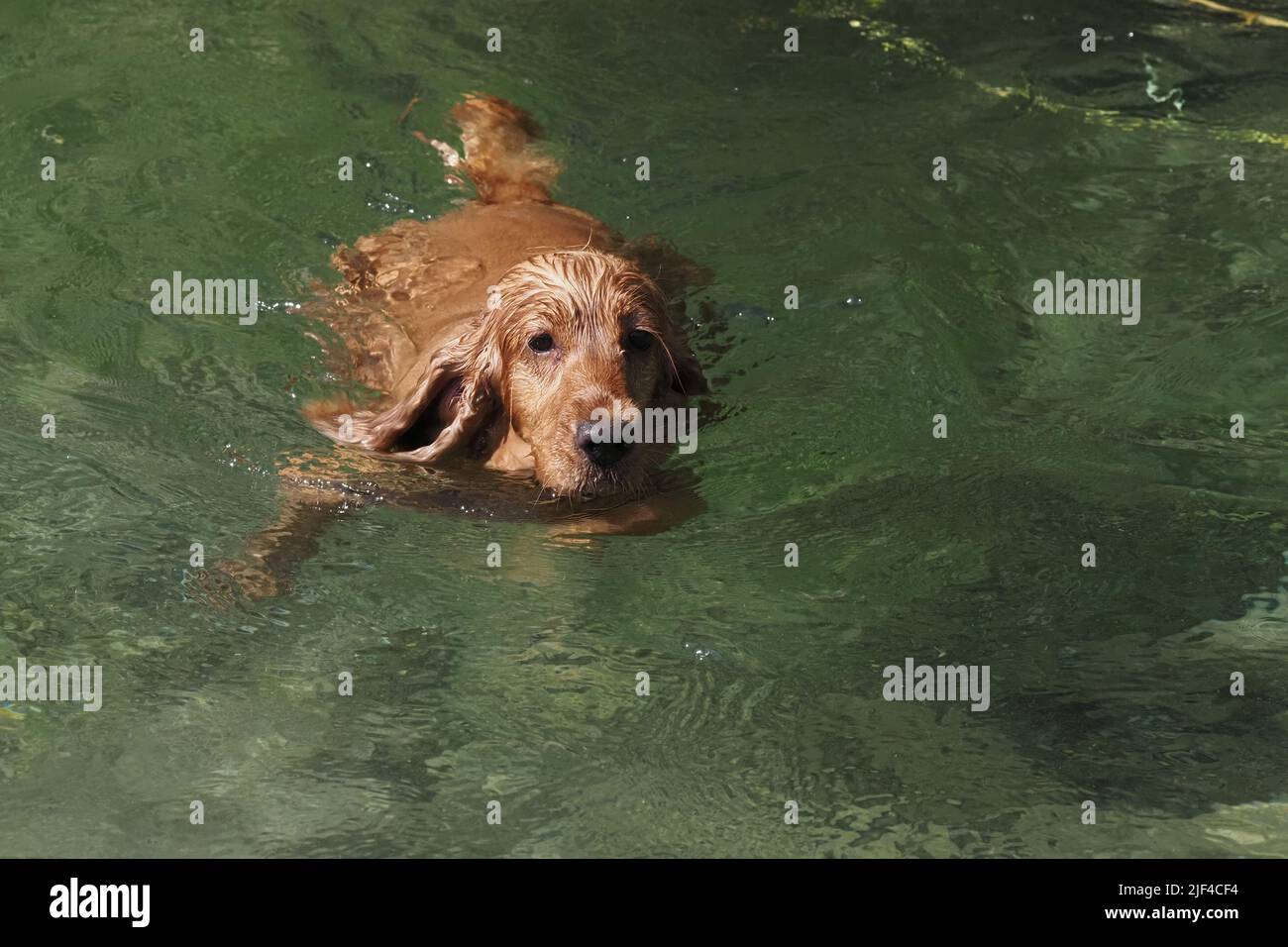 cane inglese cocker spaniel giocare nel fiume Foto Stock