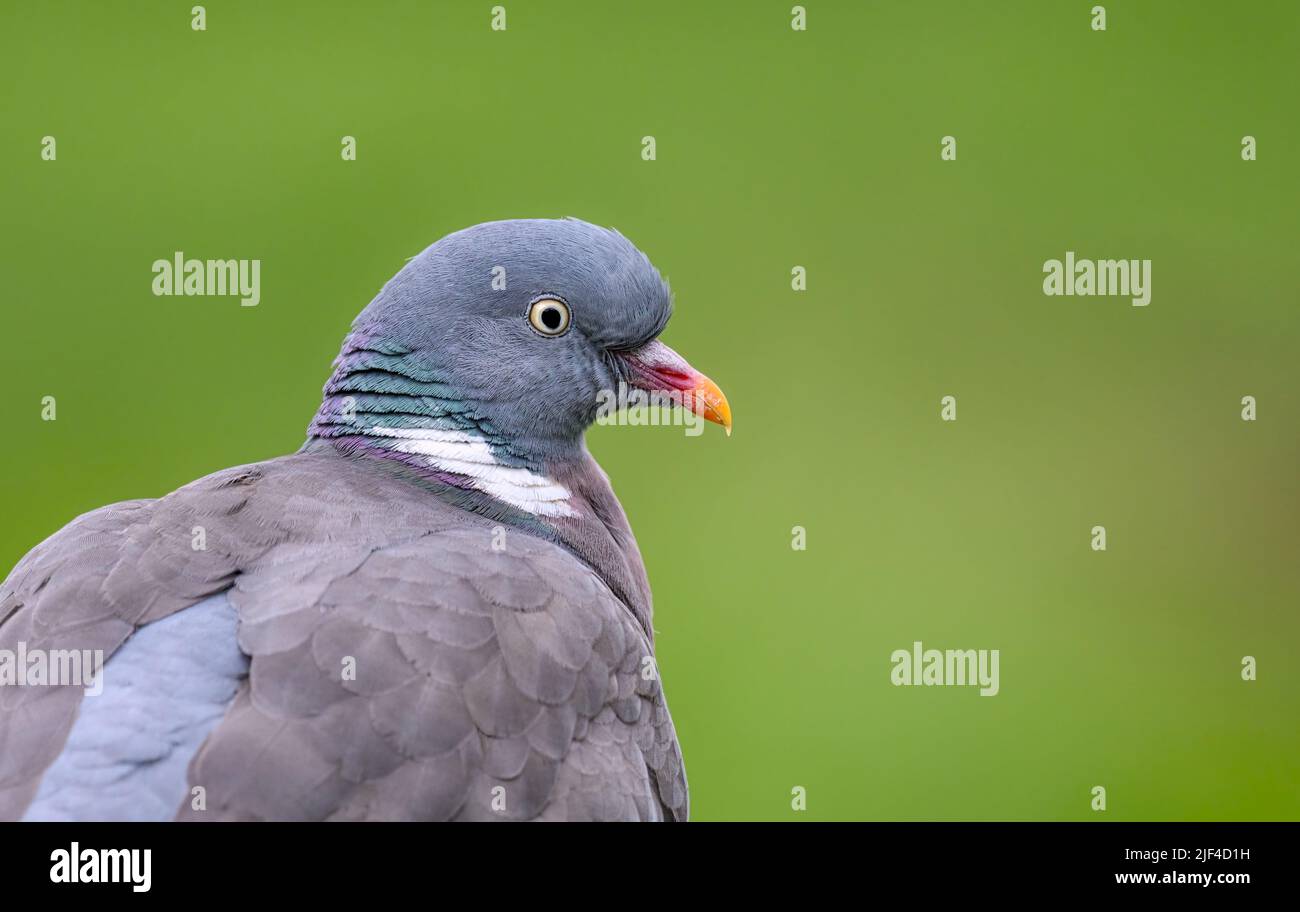 Un piccione di legno comune, Columba Palumbus, un ritratto testa close-up, Germania Foto Stock