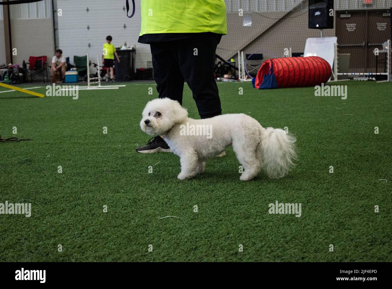 Il Bich-poo è una razza di cani di design realizzata dall'allevamento incrociato di due meravigliose razze di cani: Il Bichon Frise e il barbolo in miniatura Foto Stock