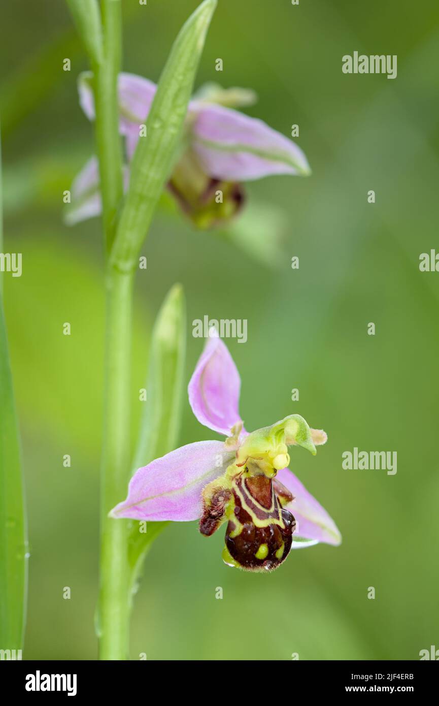 Two Bee Orchid Flowers, Ophrys Apifera, contro Un diffuso sfondo verde, New Forest UK Foto Stock