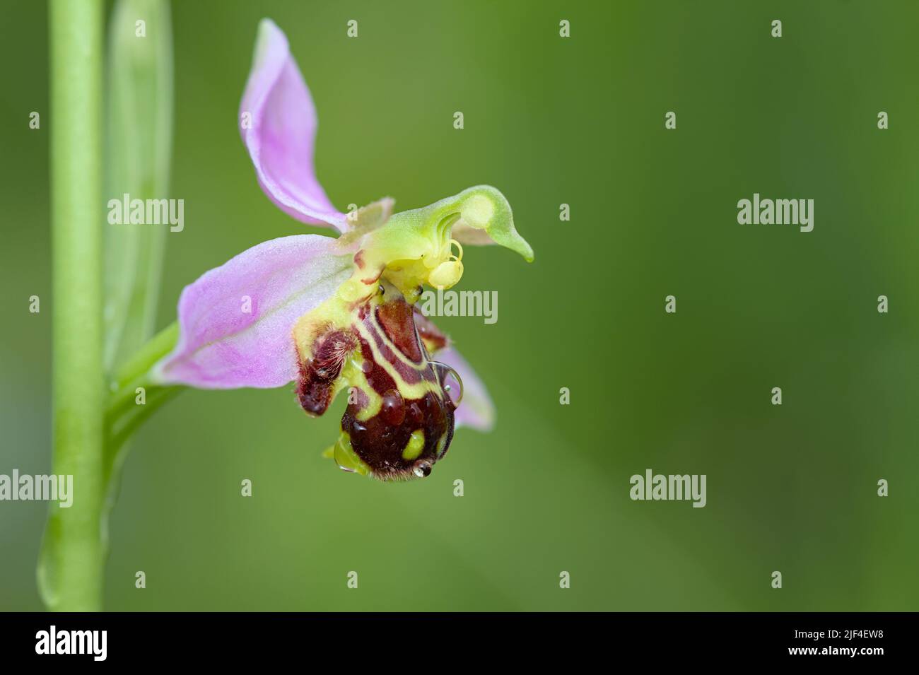 Single Bee Orchid Flower, Ophrys Apifera, contro Un diffuso sfondo verde, CopySpace, New Forest UK Foto Stock