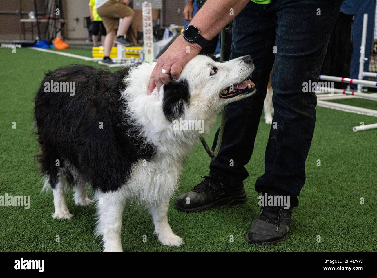 Un cane di pecora o un cane di pecora è generalmente un cane o una razza di cani storicamente utilizzati in connessione con l'allevamento di pecore. Foto Stock