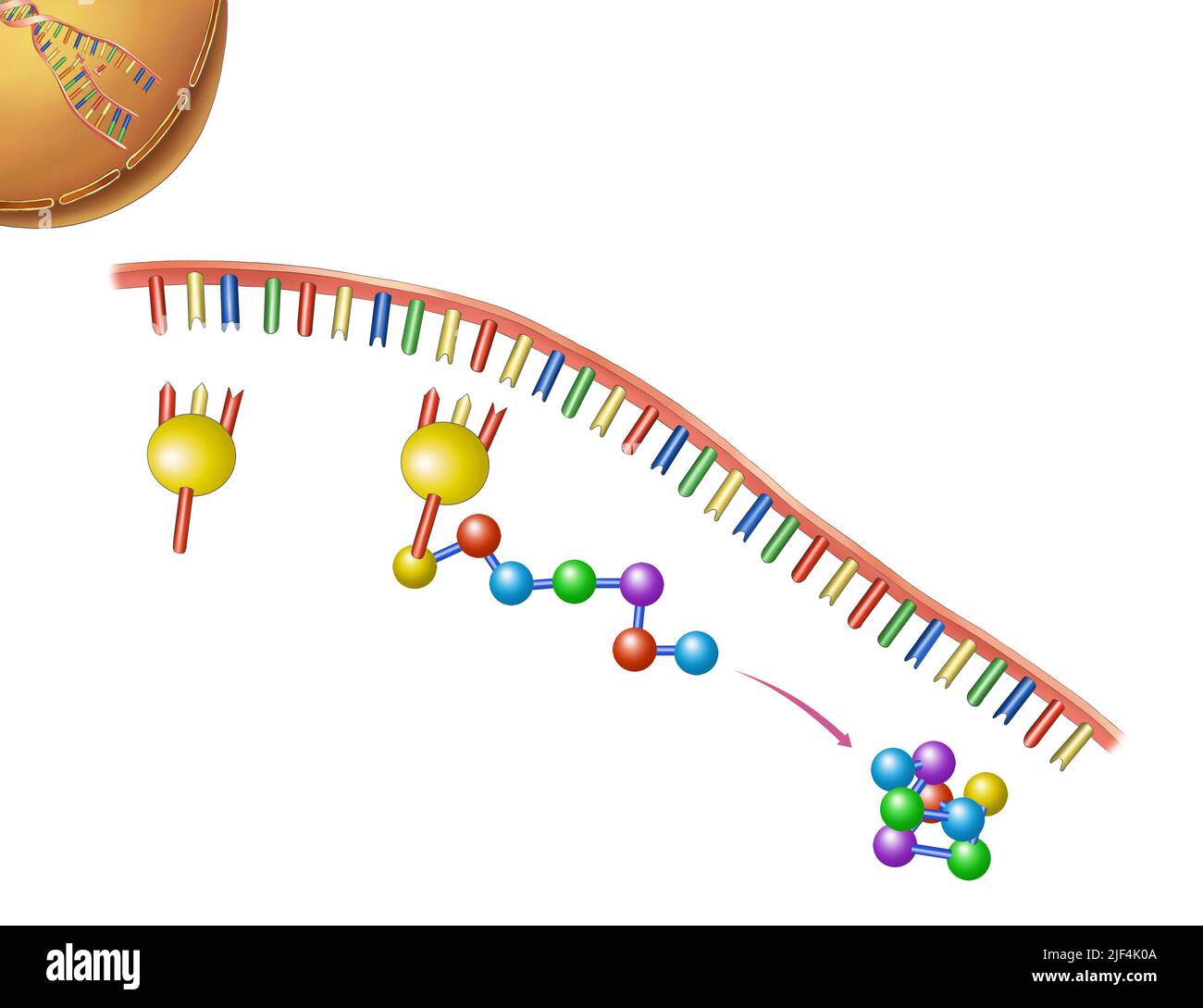 Illustrazione del DNA, geni delle scienze della vita Foto Stock