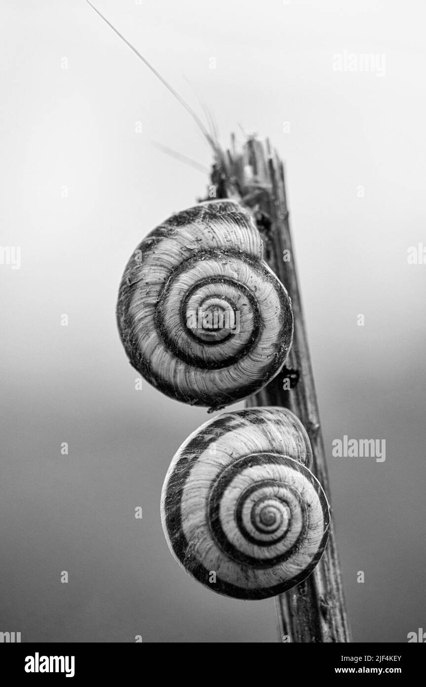 Cepaea nemoralis due lumache affiancate su un bastone. Foto Stock