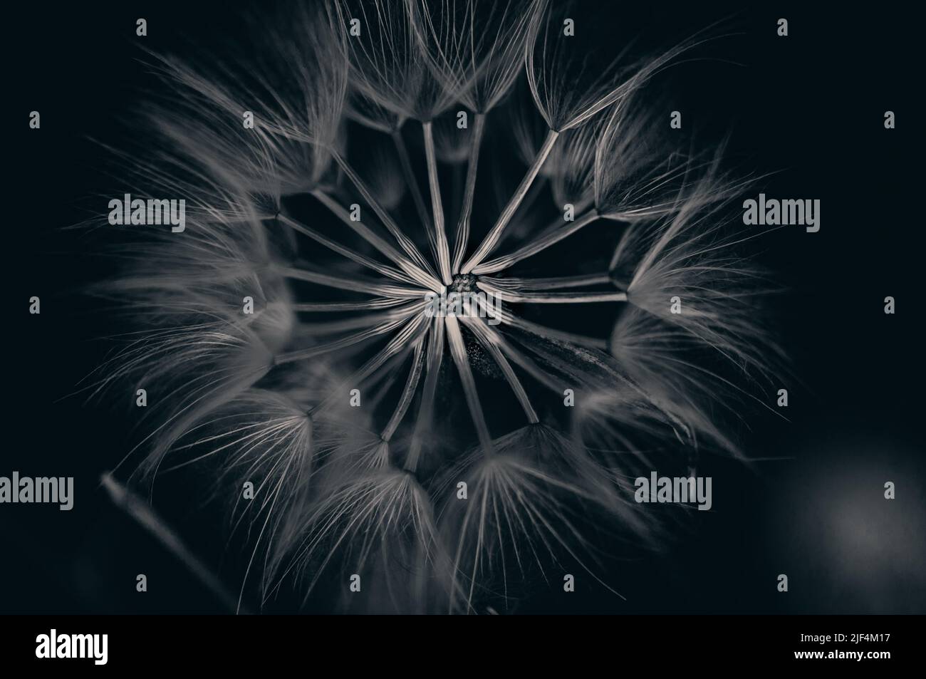 Il primo piano di Dandelion è molto piccolo e bellissimo Foto Stock