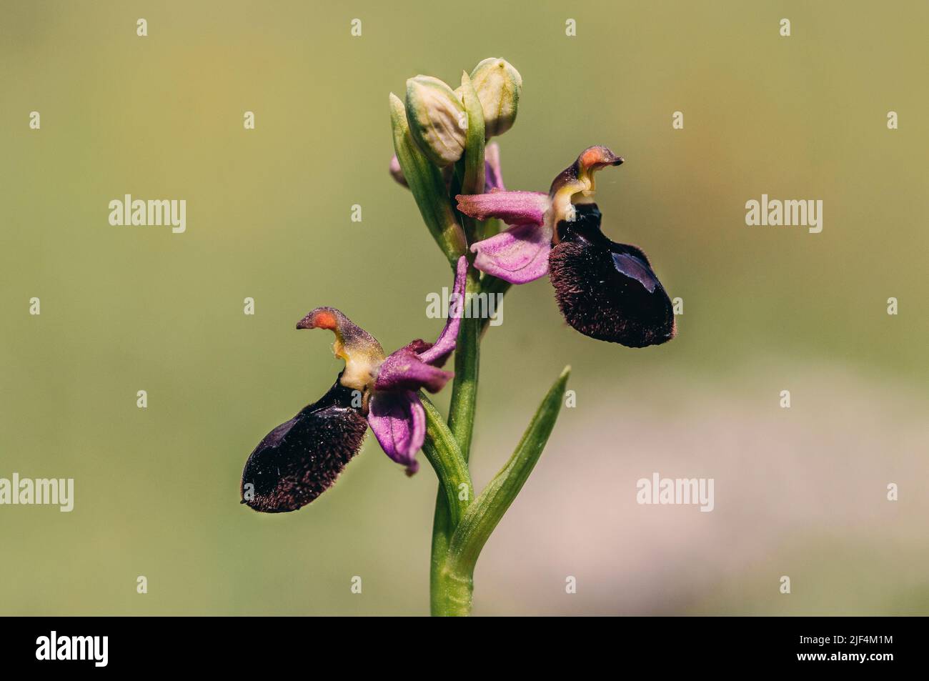 Orchidea dell'ape, apifera dell'ofrys. Fiore selvatico nel giardino. Foto Stock