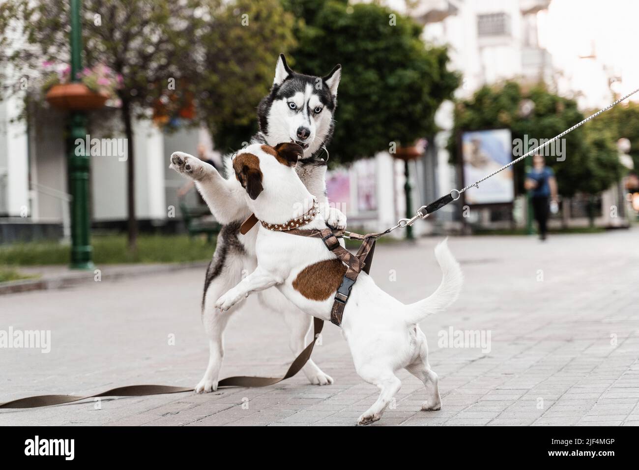 2 adorabili cani si incontrano, sniffano e giocano l'uno con l'altro. Il Husky siberiano e il terrier di ack Russell giocano sulla strada. Divertenti cani cuccioli Foto Stock