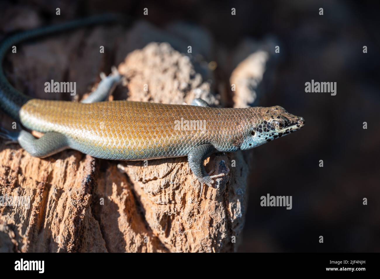 Pattina tra le rocce in Namibia Africa Foto Stock