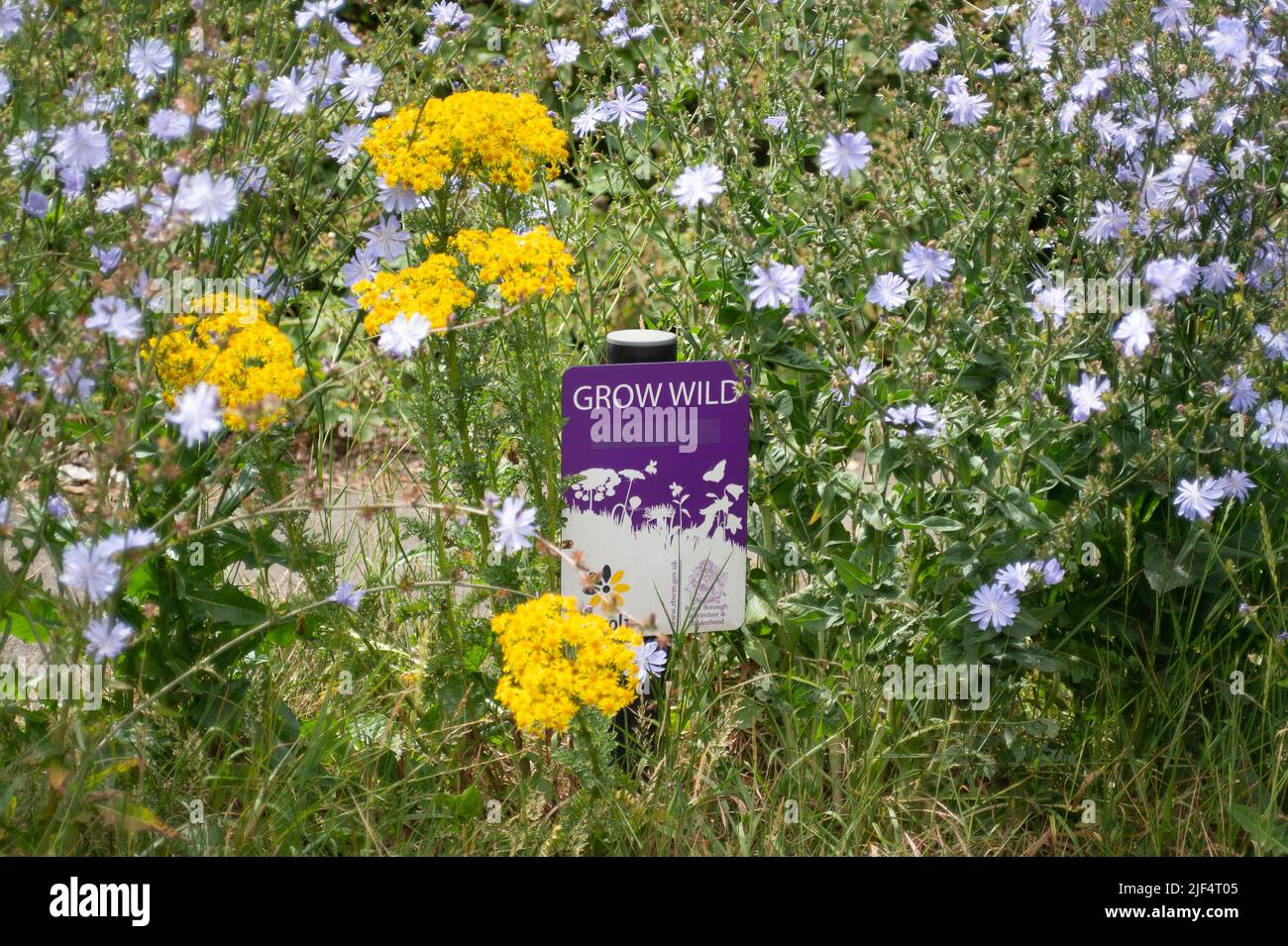 Eton, Windsor, Berkshire, Regno Unito. 29th giugno 2022. Fiori selvatici che crescono sui verges in Eton. Il Royal Borough of Windsor e Maidenhead stanno lasciando alcuni vergelli in disparte durante l'estate per aiutare la fauna selvatica e in particolare le api. Credit: Maureen McLean/Alamy Foto Stock