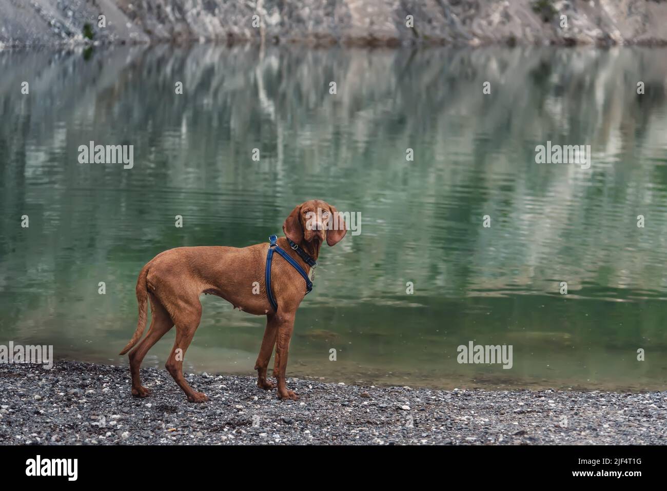 Cane Vizsla ungherese sul lago di montagna Foto Stock