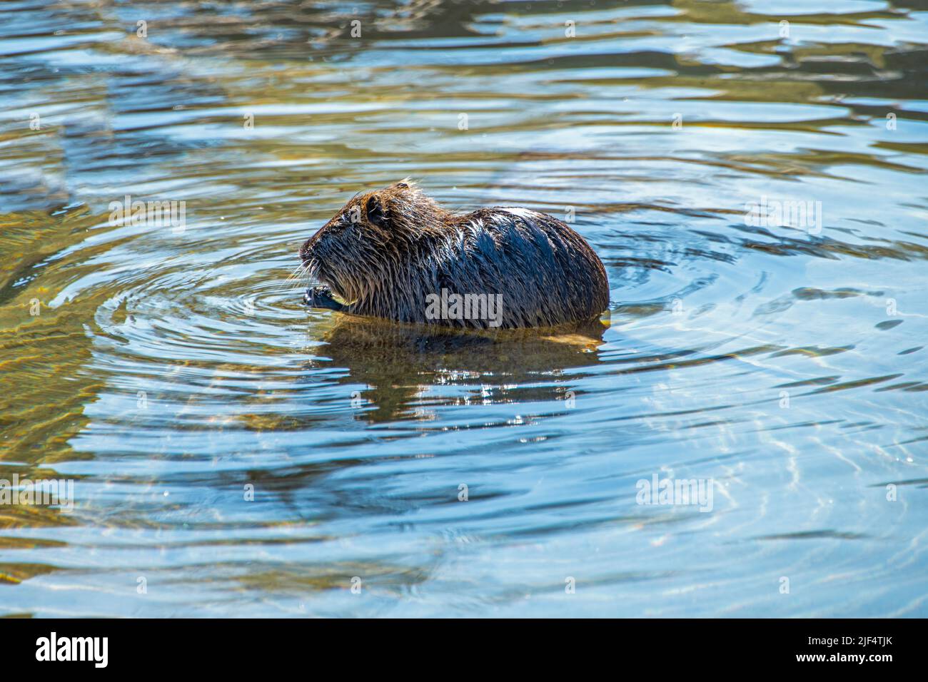 Un castoro che nuota nelle acque cristalline del fiume Foto Stock
