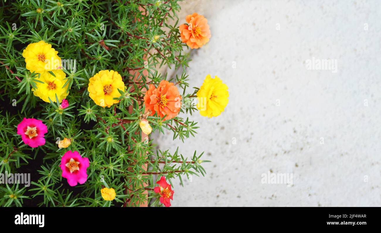 Fiori di rose di muschio (Portulaca grandiflora) su sfondo concreto con spazio copia Foto Stock