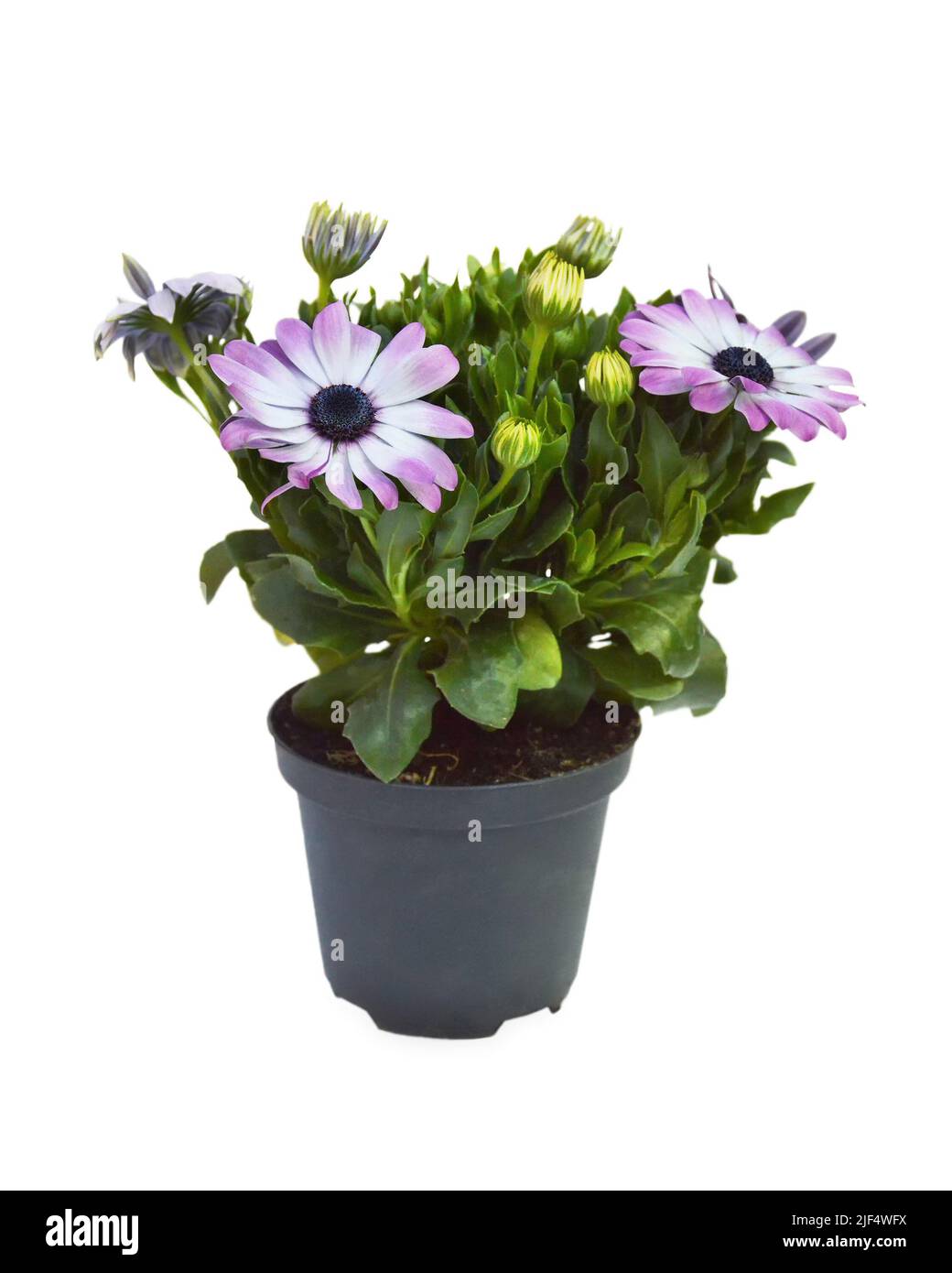 Margherite africane o Osteospermum in vaso di fiori isolato su sfondo bianco Foto Stock