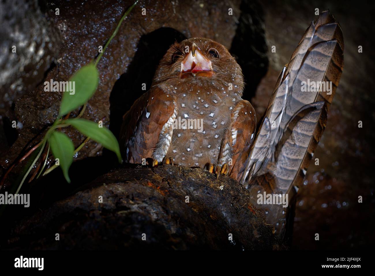 Oilbird - Steatornis caripensis anche guacharo, uccello simile a nightjar, nidificante in colonie in grotte, nutritori notturni sui frutti della palma d'olio Foto Stock