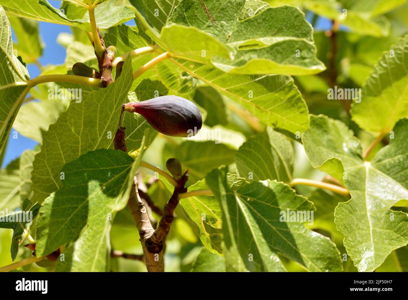 Detalle de los frutos de la higuera, ficus carica, en su árbol en verano Foto Stock