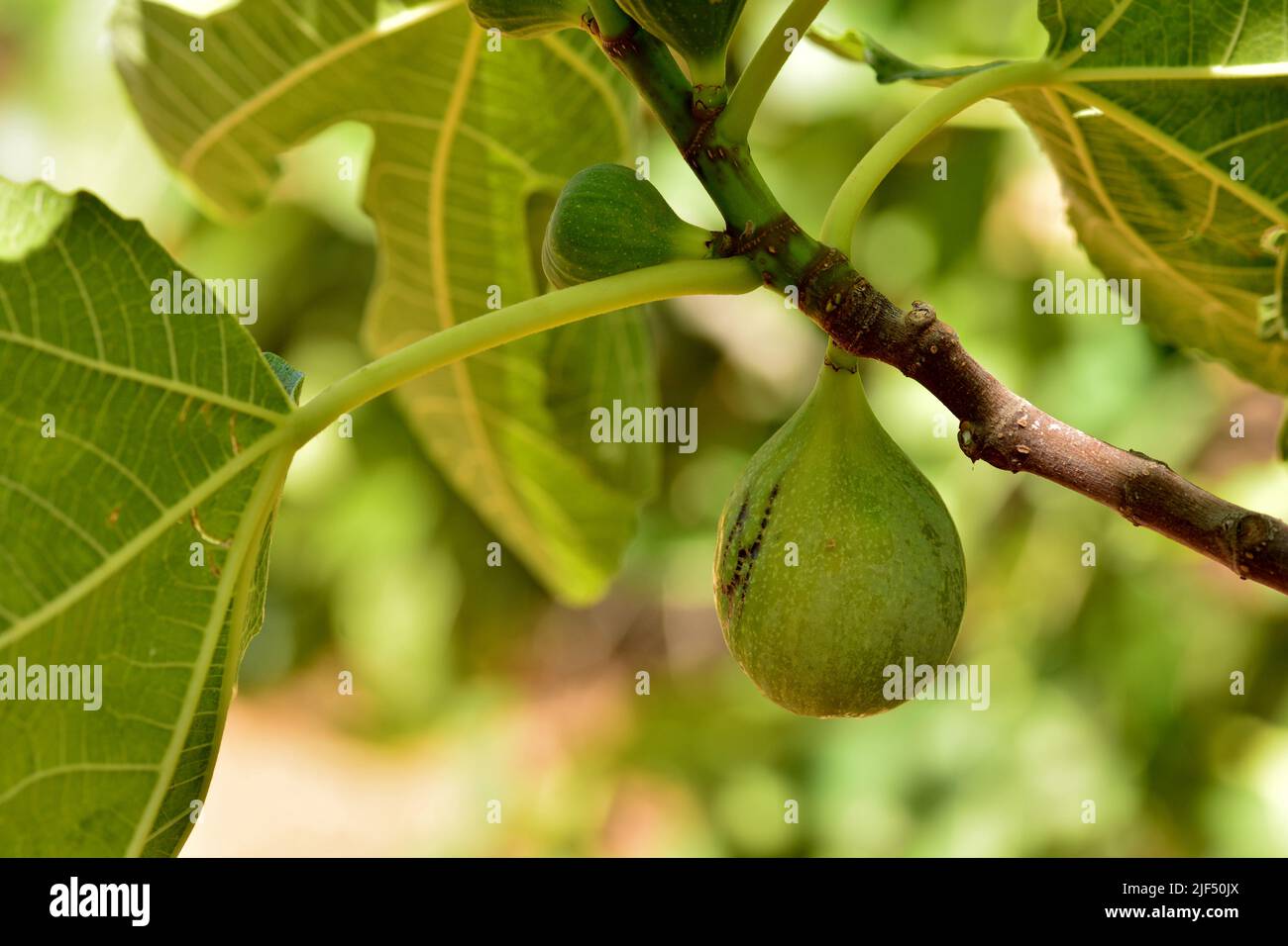 Detalle de los frutos de la higuera, ficus carica, en su árbol en verano Foto Stock