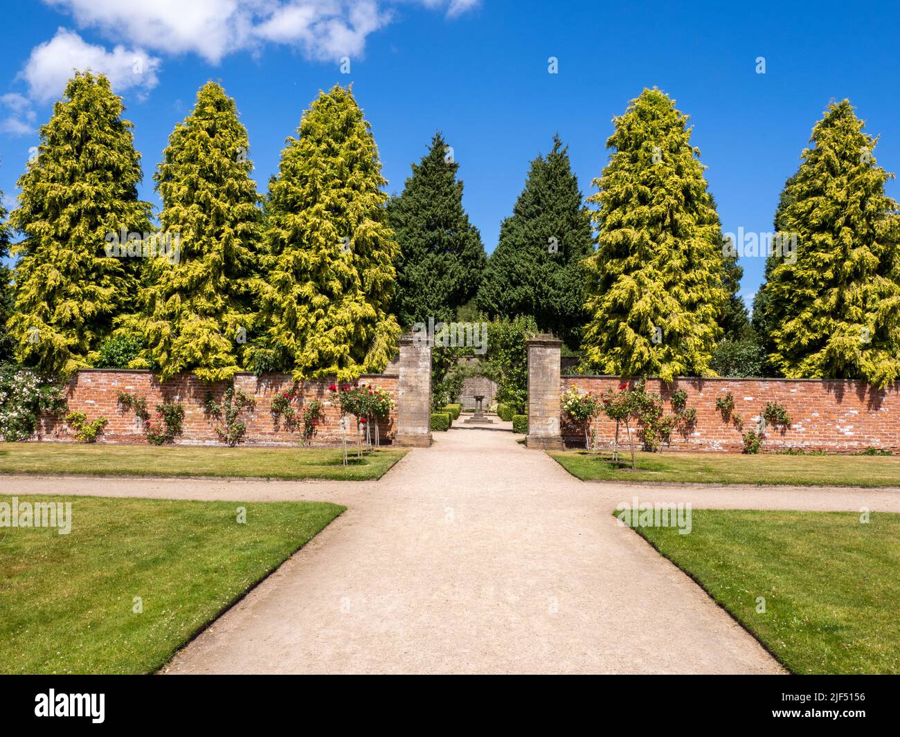 Conifere mature con fogliame contrastante che formano uno sfondo suggestivo al Newstead Abbey Gardens nel Nottinghamshire Regno Unito Foto Stock