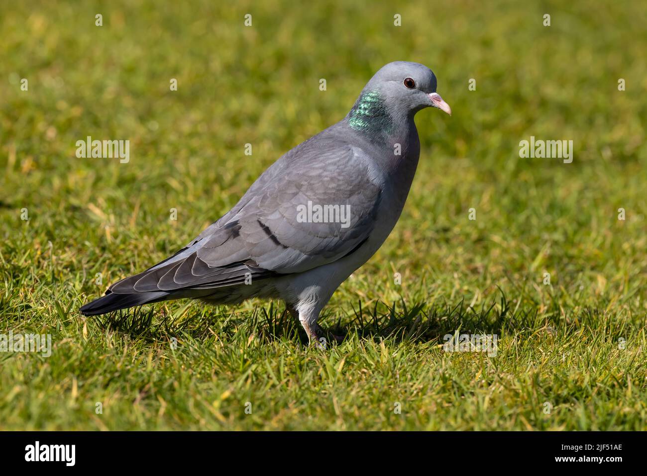 Stock dove su erba Foto Stock