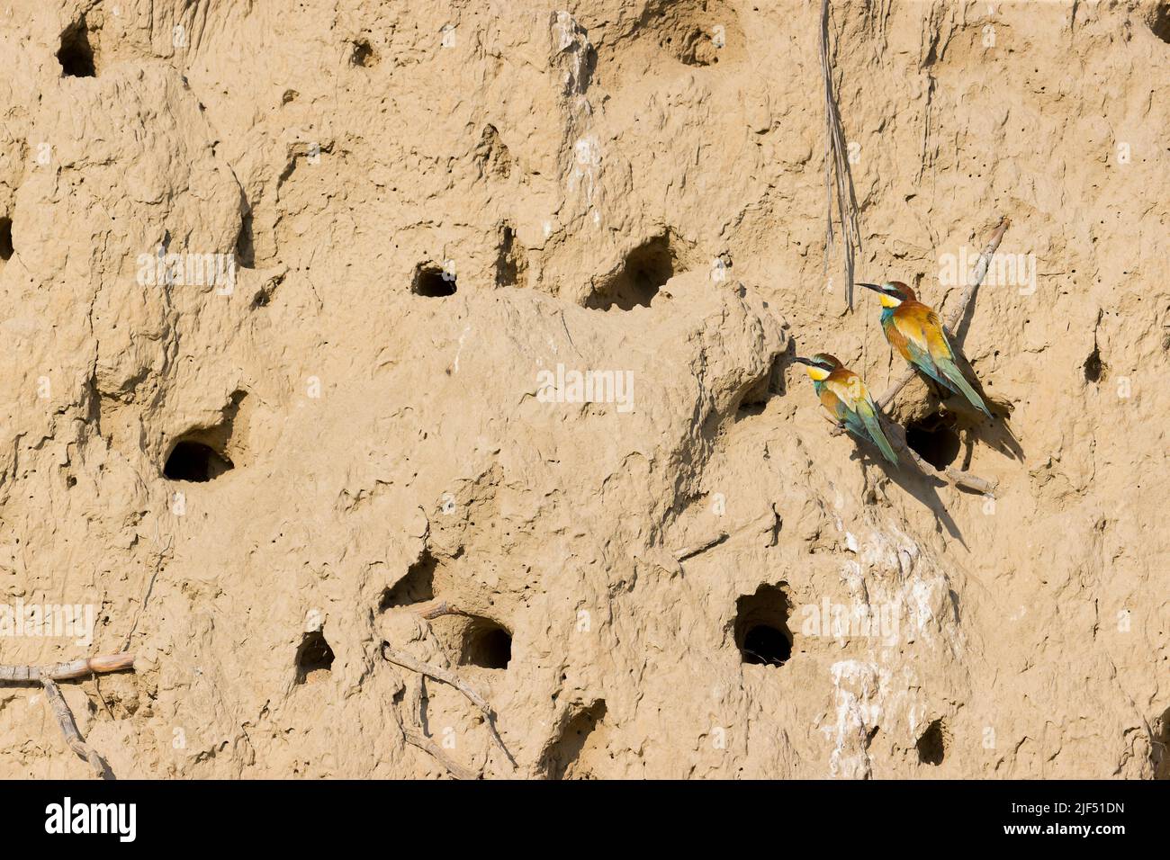 Apistra europea Merops apirico, 2 adulti arroccato su banca di sabbia con nido buchi, Macin, Romania, giugno Foto Stock