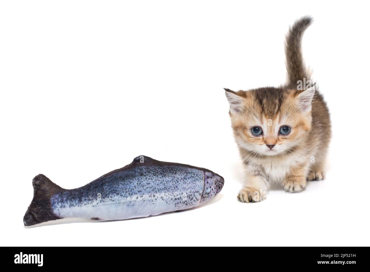 Piccolo gattino scozzese e un giocattolo per pesci, isolato su sfondo bianco. Foto Stock