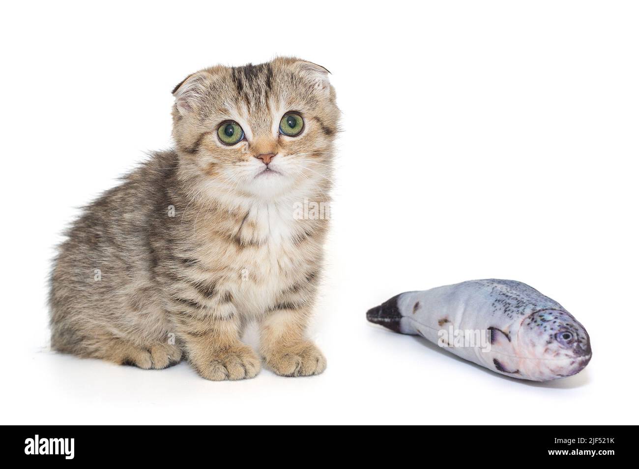 Piccolo gattino scozzese e un giocattolo per pesci, isolato su sfondo bianco. Foto Stock