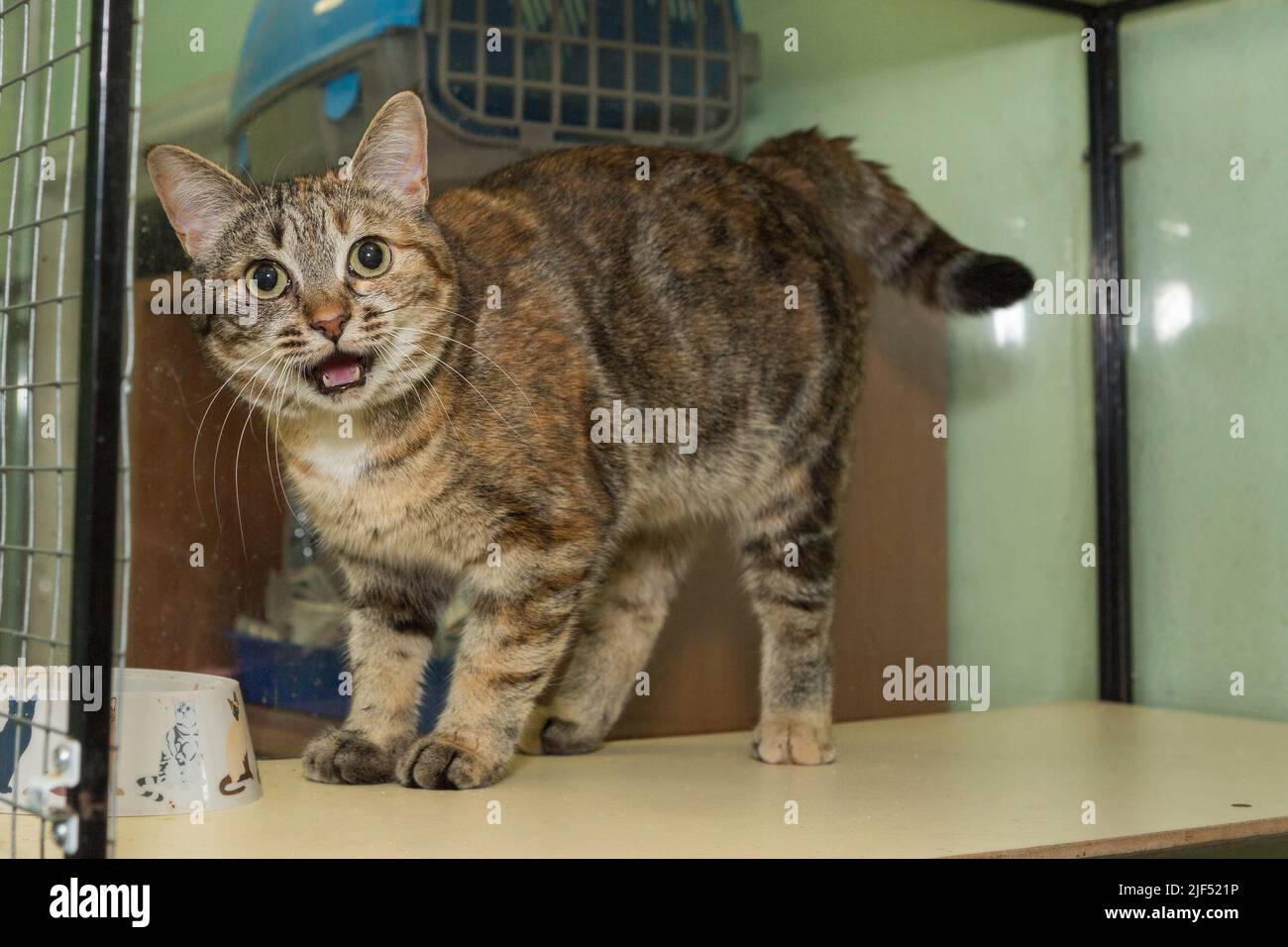 Giovane gatto tricolore in una gabbia di un rifugio per gli animali persi Foto Stock Giovane gatto tricolore in una gabbia di un rifugio per gli animali persi Foto Stock
