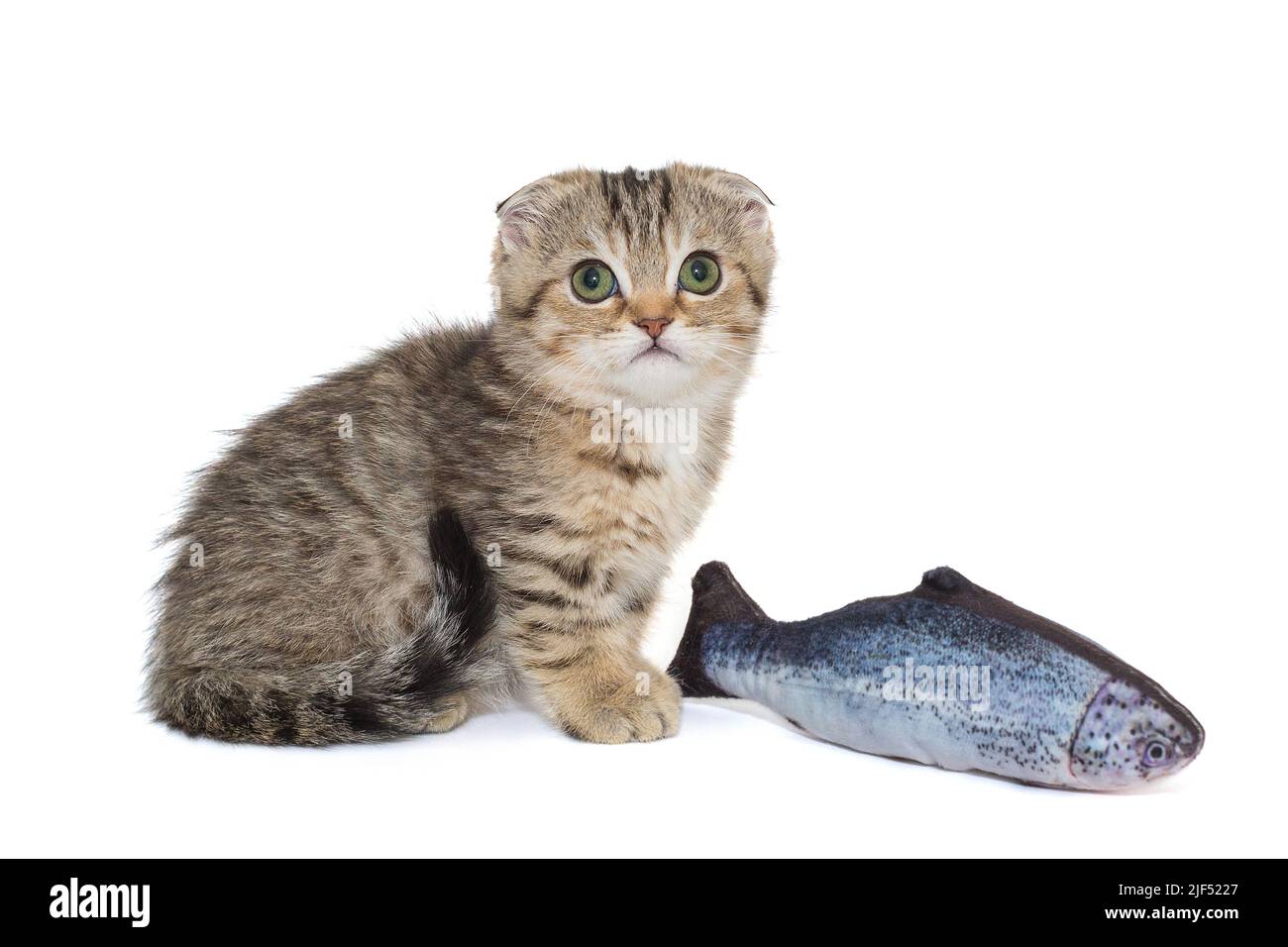 Piccolo gattino scozzese e un giocattolo per pesci, isolato su sfondo bianco. Foto Stock
