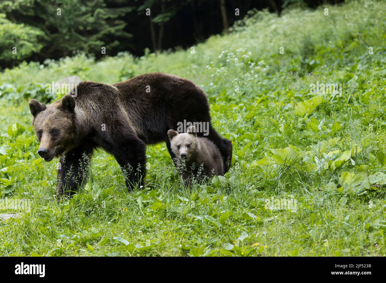 Orso bruno europeo Ursus arctos arctos, femmina adulta e cucciolo che cammina nella radura boschiva, Transilvania, Romania, giugno Foto Stock