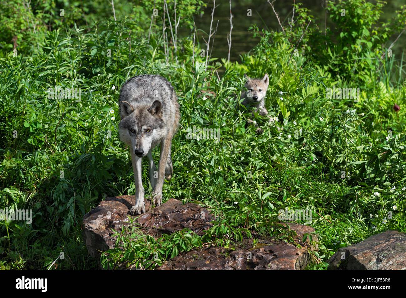 Lupo grigio (Canis lupus) Adulti su Rock Pup in erbacce dietro l'estate - Animali prigionieri Foto Stock