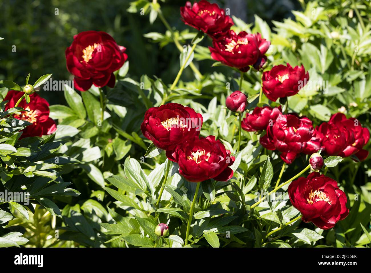 Paeonia Buckeye Belle fiori in giardino. Paeonia lactiflora peonia cinese o comune giardino peonia Foto Stock